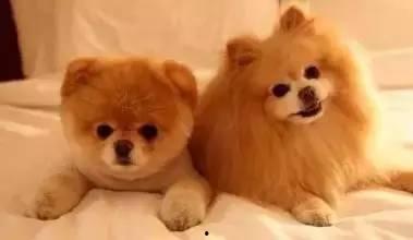 娱乐圈爆料50条狗,揭秘明星背后的狗血故事  第2张